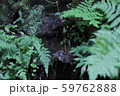 小さな滝 59762888