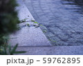 ちょっとの緑とちょっとの水 59762895