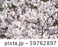 桜 59762897