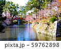 鮮やかな桜たち 59762898