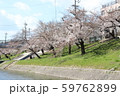 川の近くの桜 59762899