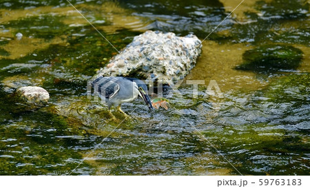 清流できれいな婚姻色のオイカワをとるササゴイ 清流できれいな婚姻色のオイカワをとるササゴイ 59763183