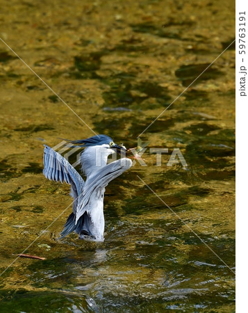 清流できれいな婚姻色のオイカワをとるササゴイ 59763191