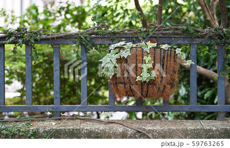 庭の柵に飾られた観葉植物の写真素材