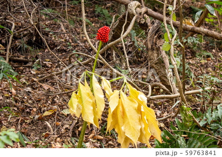 マムシグサ 59763841