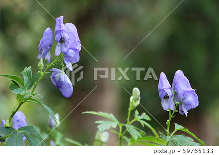 トリカブト トリカブト 59765133