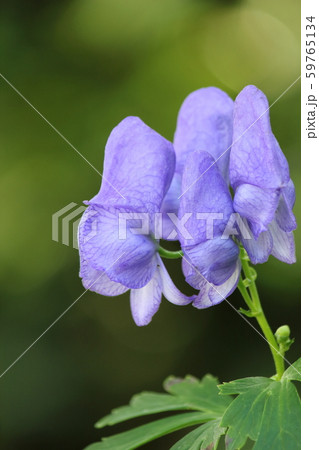 トリカブト 59765134