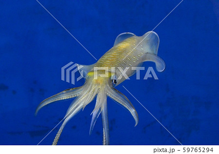 アオリイカ 59765294