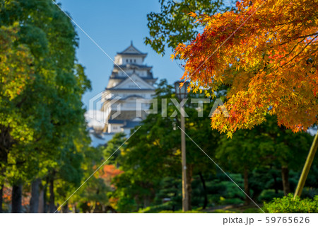 紅葉と姫路城 59765626