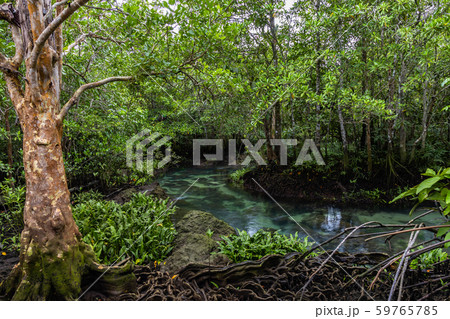 Tha pom mangrove forest, Tha Pom Khlong Song Nam Tha pom mangrove forest, Tha Pom Khlong Song Nam 59765785