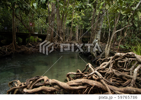 Tha pom mangrove forest, Tha Pom Khlong Song Nam 59765786