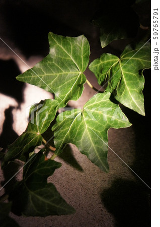 夜のアイビー 59765791