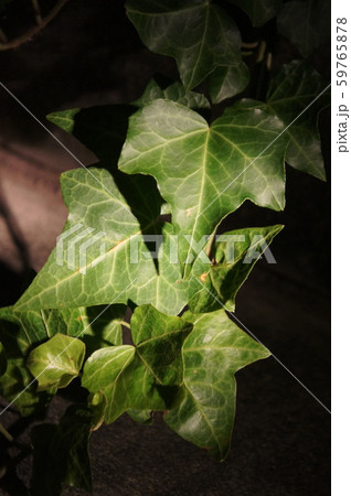 夜のアイビー 59765878
