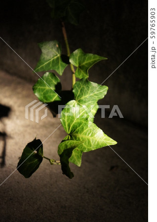 夜のアイビー 59765903