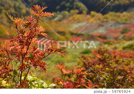 銀泉台の紅葉(北海道・上川町・大雪山系) 銀泉台の紅葉(北海道・上川町・大雪山系) 59765924