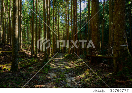 針葉樹林 針葉樹林 59766777