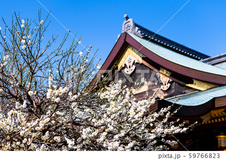東京 湯島天満宮　本殿と梅 59766823