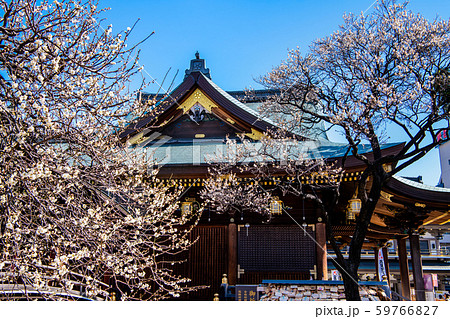 東京 湯島天満宮 本殿と梅 東京 湯島天満宮 本殿と梅 59766827