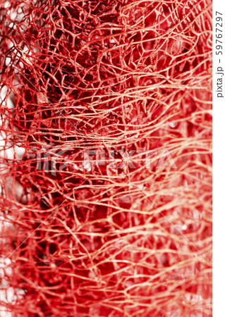 Red flower strange tropical blossom fruit macro background fifty megapixels Red flower strange tropical blossom fruit macro background fifty megapixels 59767297