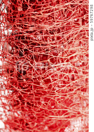 Red flower strange tropical blossom fruit macro background fifty megapixels 59767298