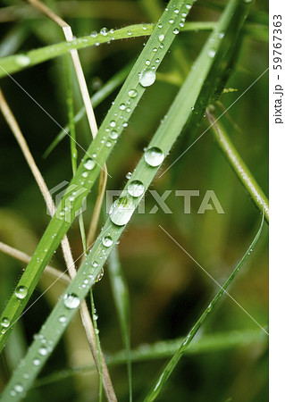 Rain drops on leafs macro background high quality prints Rain drops on leafs macro background high quality prints 59767363