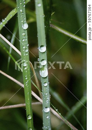 Rain drops on leafs macro background high quality prints 59767364