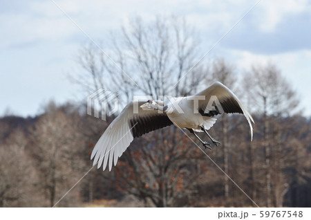 空飛ぶタンチョウ(北海道・鶴居) 空飛ぶタンチョウ(北海道・鶴居) 59767548