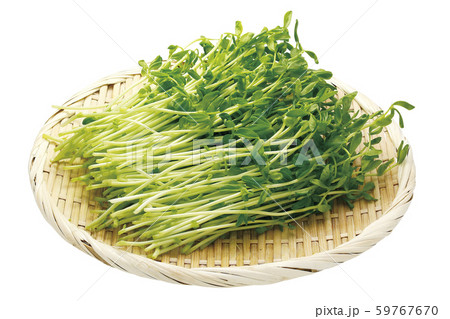 豆苗01(パス付) 豆苗01(パス付) 59767670