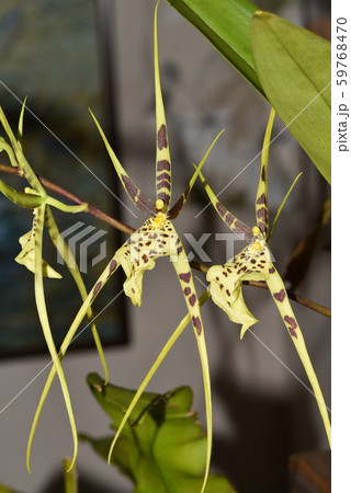 ブラシア・ベルコサ 59768470