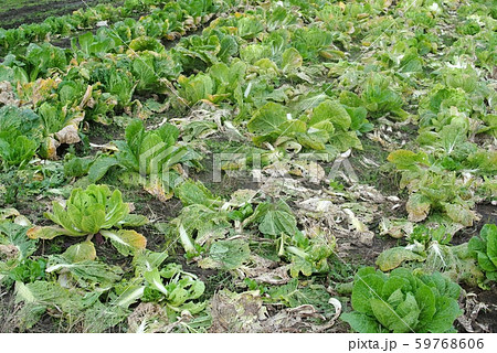 冬支度をする白菜 59768606