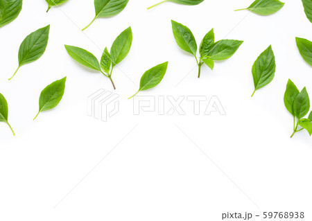 Sweet Basil leaves on white 59768938