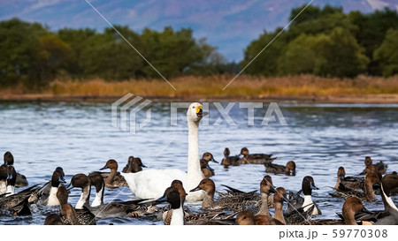 Lake Inawashiro landscape in Fukushima,Japan 59770308