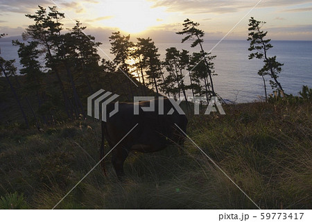 那久岬から眺める夕日と牛(島根県隠岐郡隠岐の島町) 那久岬から眺める夕日と牛(島根県隠岐郡隠岐の島町) 59773417