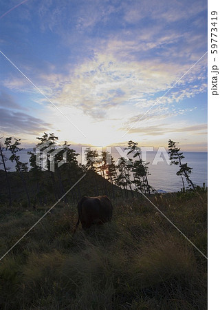 那久岬から眺める夕日と牛(島根県隠岐郡隠岐の島町) 那久岬から眺める夕日と牛(島根県隠岐郡隠岐の島町) 59773419