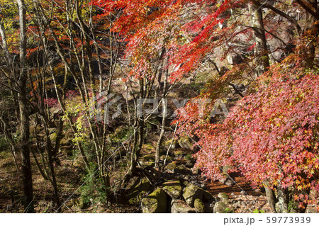 神角寺渓谷　紅葉 59773939