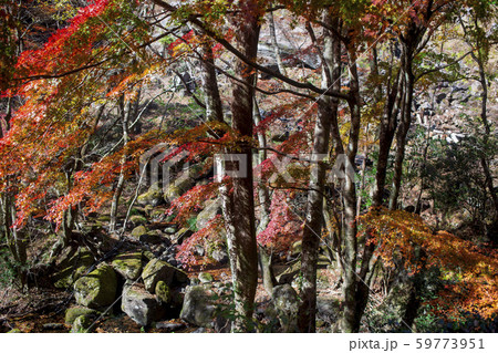 神角寺渓谷　紅葉 59773951