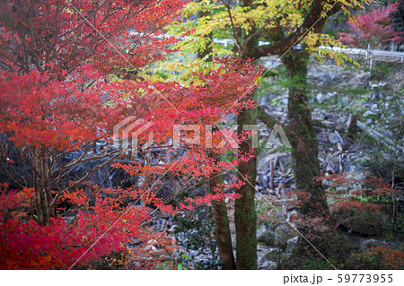 神角寺渓谷　紅葉 59773955