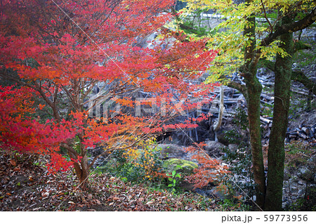 神角寺渓谷 紅葉 神角寺渓谷 紅葉 59773956
