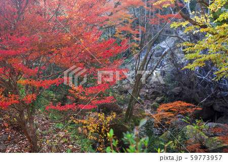 神角寺渓谷　紅葉 59773957