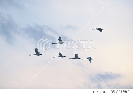 夕焼け空を飛ぶ白鳥の群れ 北海道 の写真素材