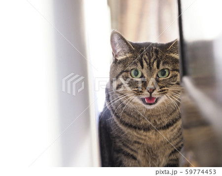 壁と家具の間に隠れて舌を出す猫 59774453