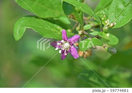 クコ(枸杞)の花 クコ(枸杞)の花 59774661