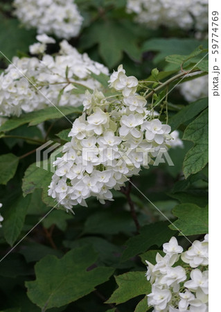 柏葉紫陽花カシワバアジサイ 花言葉は 清楚な美しさ の写真素材