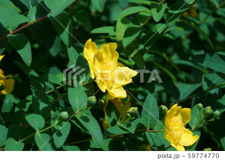 大輪金糸梅 タイリンキンシバイ　花言葉は「きらめき」 59774770