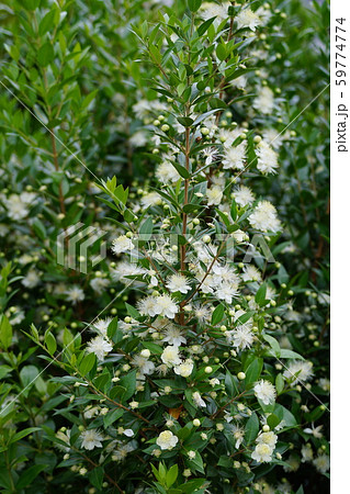 銀梅花　ギンバイカ　花言葉は「気品ある美しさ」 59774774