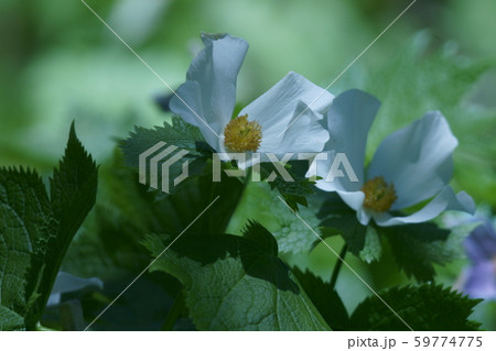 白花白根葵 シラネアオイ 花言葉は 完全な美 の写真素材