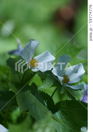 白花白根葵　シラネアオイ　花言葉は「完全な美」 59774776