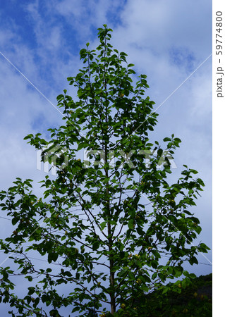 黄色いモクレン 黄木蓮 花言葉は「自然への愛」 黄色いモクレン 黄木蓮 花言葉は「自然への愛」 59774800