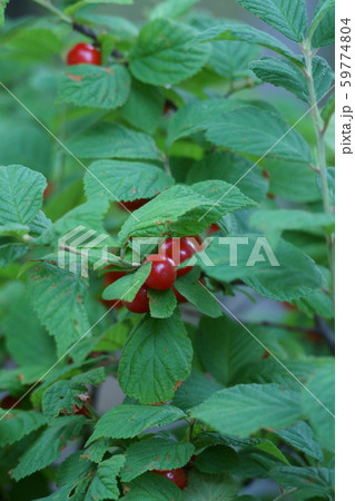 桜桃 美味しそうなユスラウメの実 桜桃 美味しそうなユスラウメの実 59774804