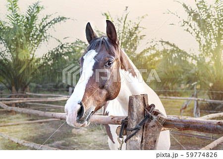 Beautiful thoroughbred horses Beautiful thoroughbred horses 59774826